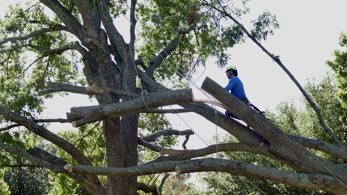 Professional Crown Thinning performed by certified arborists in Grulla