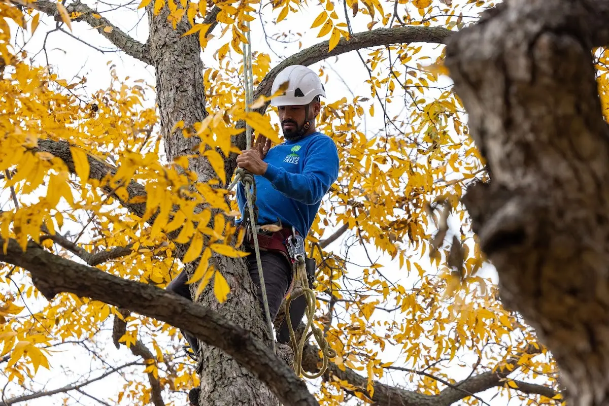 Skilled Tree Trimming crew working in Grulla