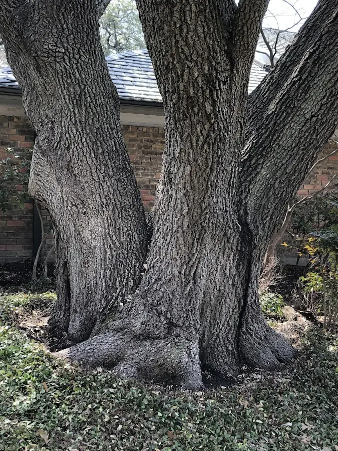 Mature heritage tree close to a Grulla property cared for by certified arborists